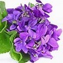 violette : produit culinaire et décoration